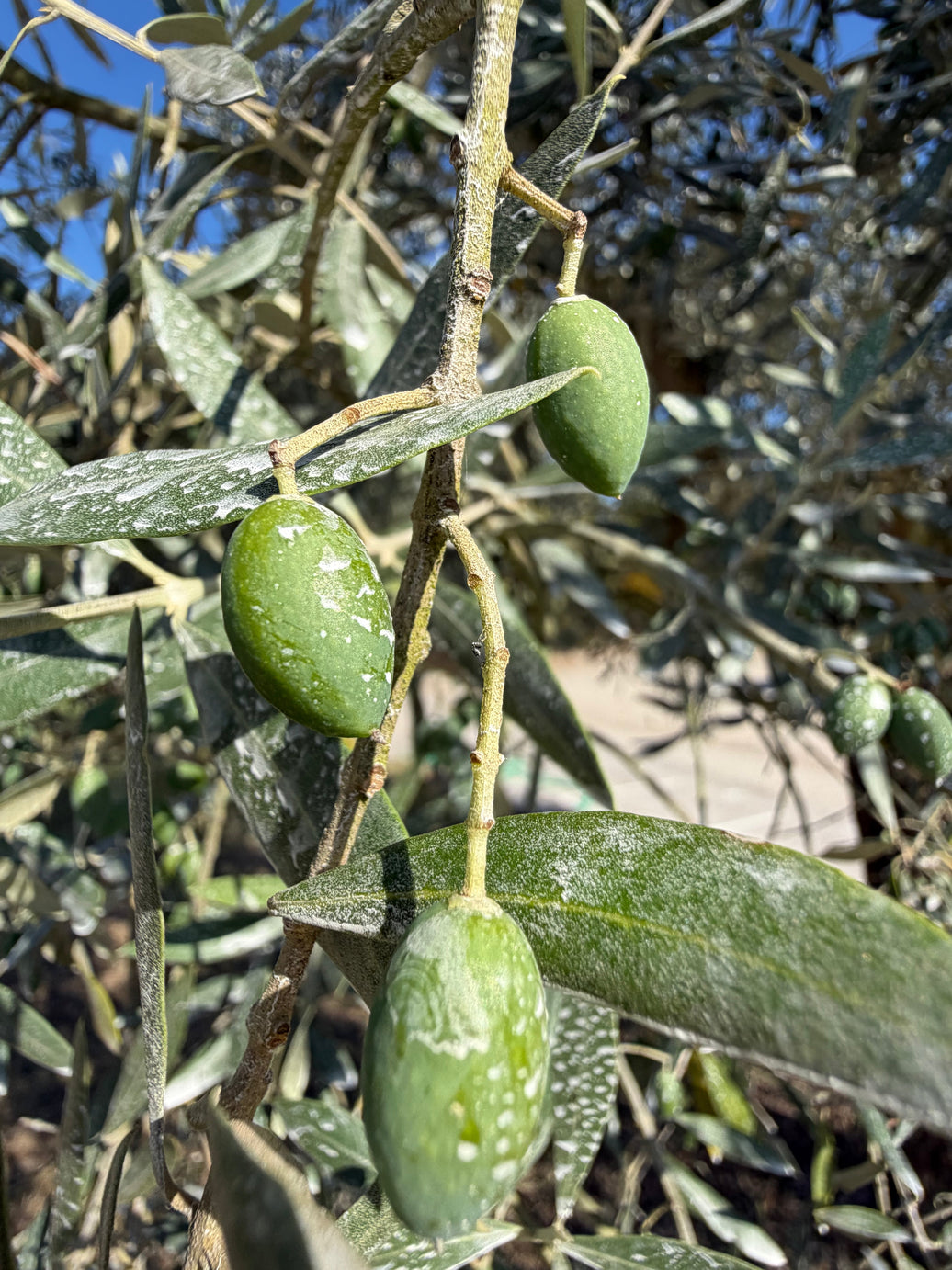 Olives, “Sunscreen” on the Trees, and Fingers Crossed…