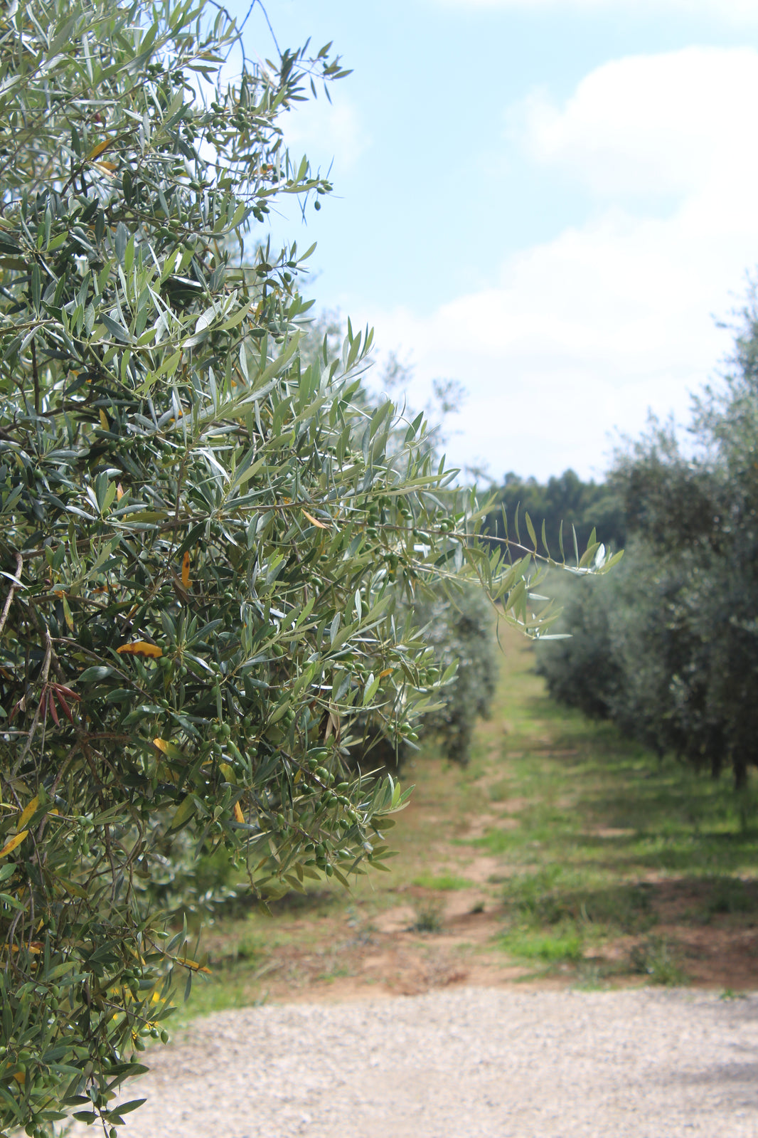 Randonnée dans la Serra dos Candeeiros + Visite d'une oliveraie + Moulin à huile d'olive + Déjeuner à thème au moulin (4 heures)