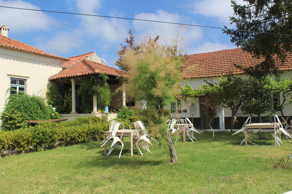 Visita ao Olival e ao Lagar de Azeite + Degustação + Almoço ou Jantar Regional (3hrs)